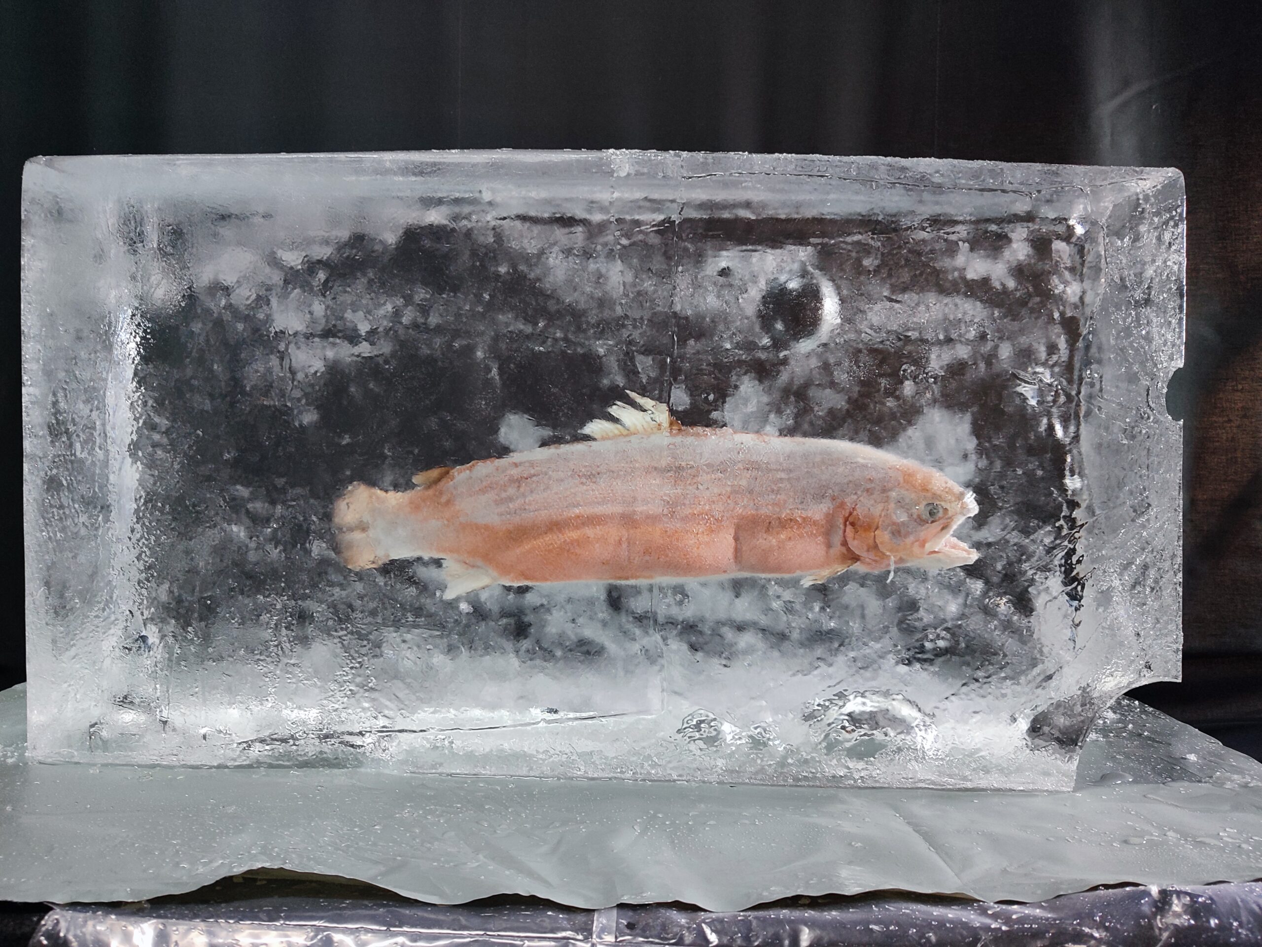 Fisch 930x480x240 1 scaled